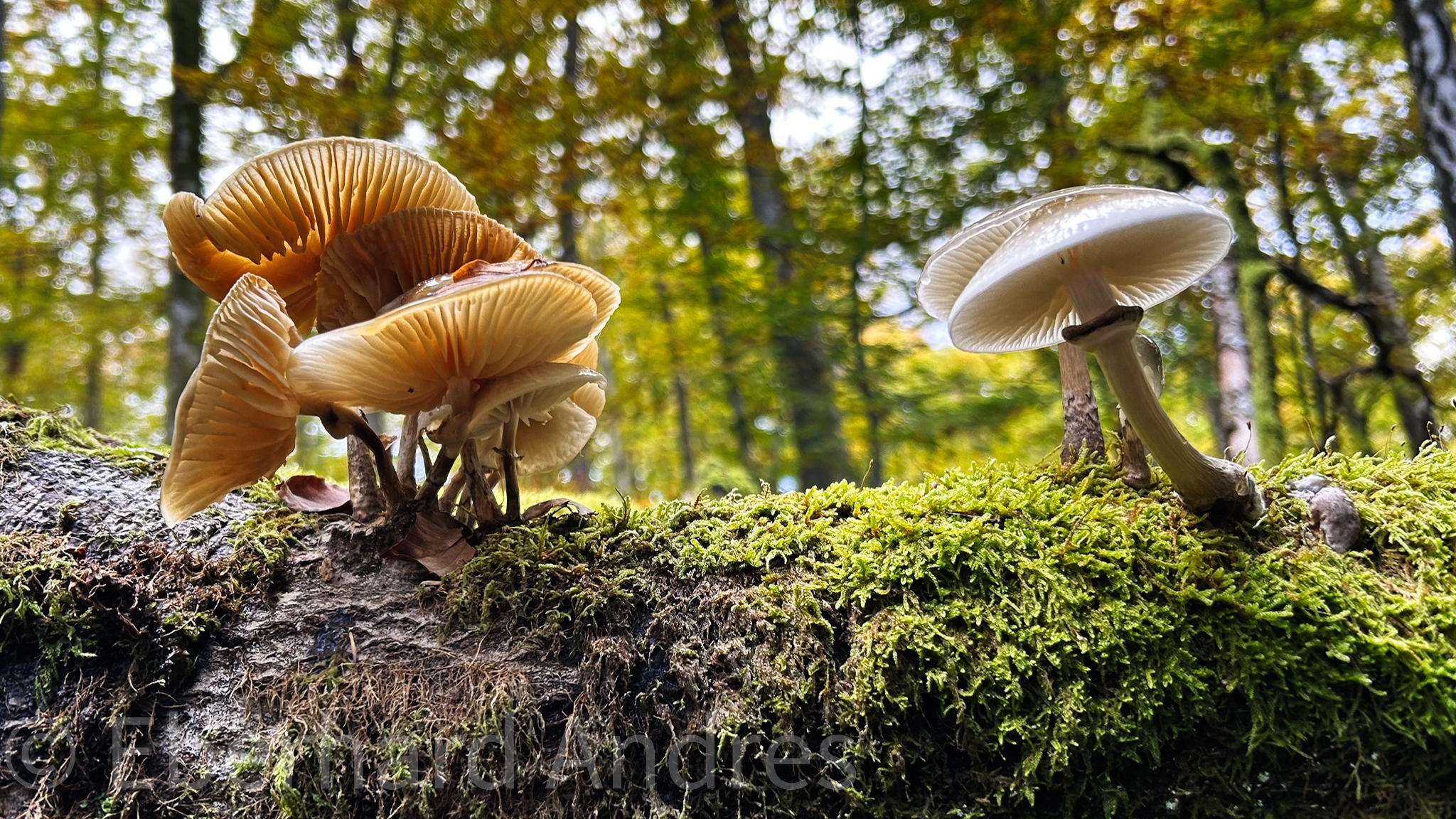 Markaryd und Umgebung